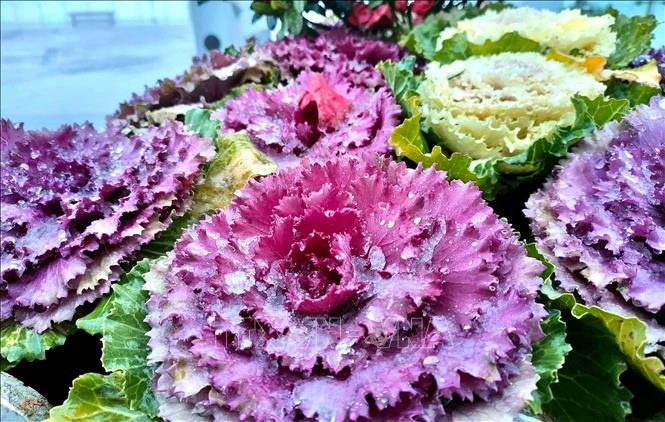 Băng tuyết phủ một lơp mỏng trên hoa và cây cỏ trên đỉnh Fansipan tạo khung cảnh rất đẹp. Ảnh: Quốc Khánh – TTXVN Xuất hiện mưa lẫn tuyết trên đỉnh Fansipan tại Sa Pa ảnh 2