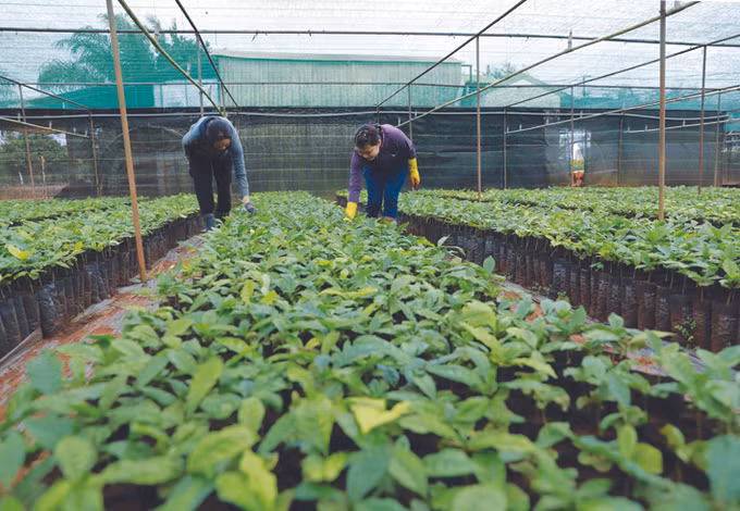 Đắk Lắk đẩy mạnh tái canh cà phê gắn với phát triển bền vững ảnh 4