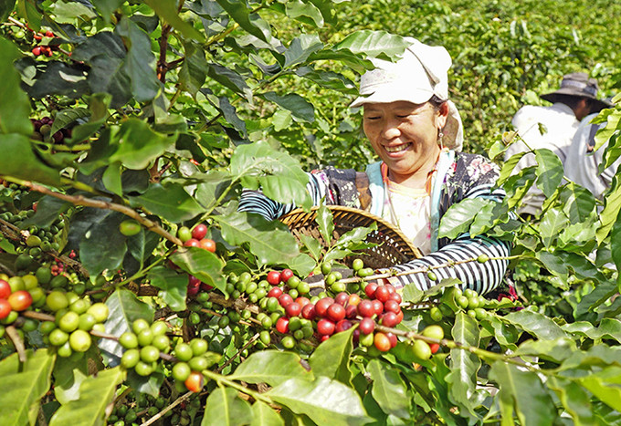 Niềm vui của đồng bào dân tộc Mông ở xã Tỏa Tình, huyện Tuần Giáo (Điện Biên) khi vụ cà phê năm nay được mùa, được giá. Ảnh: Xuân Tư Người Mông phát triển kinh tế từ cây cà phê ảnh 1