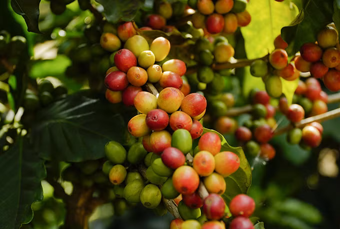 Người Mông phát triển kinh tế từ cây cà phê ảnh 2