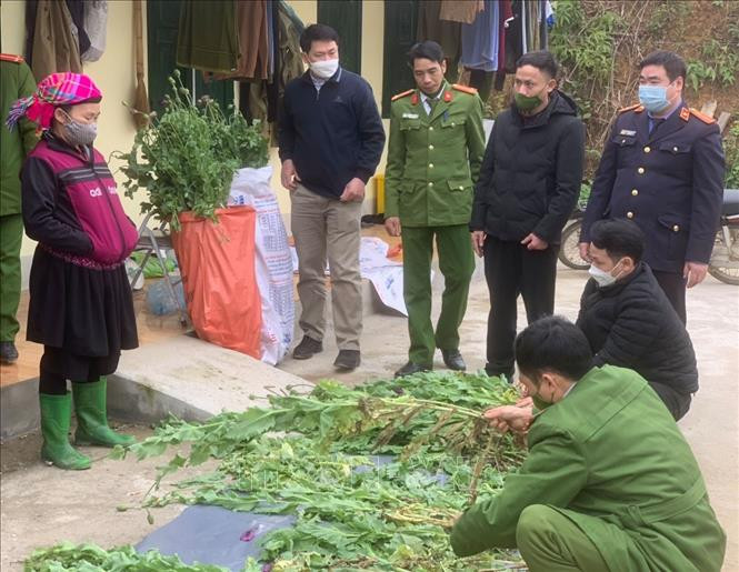 Lực lượng chức năng huyện Yên Minh kiểm đếm số cây thuốc phiên của gia đình bà Vầy Thị Chổm (người đội khăn) trồng trái phép. Ảnh: TTXVN phát Hà Giang liên tiếp phát hiện người dân trồng cây thuốc phiện trái phép ảnh 1