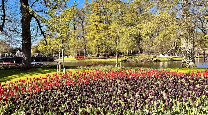 Đắm mình trong vườn hoa Tuylip nổi tiếng nhất thế giới tại Hà Lan ảnh 11