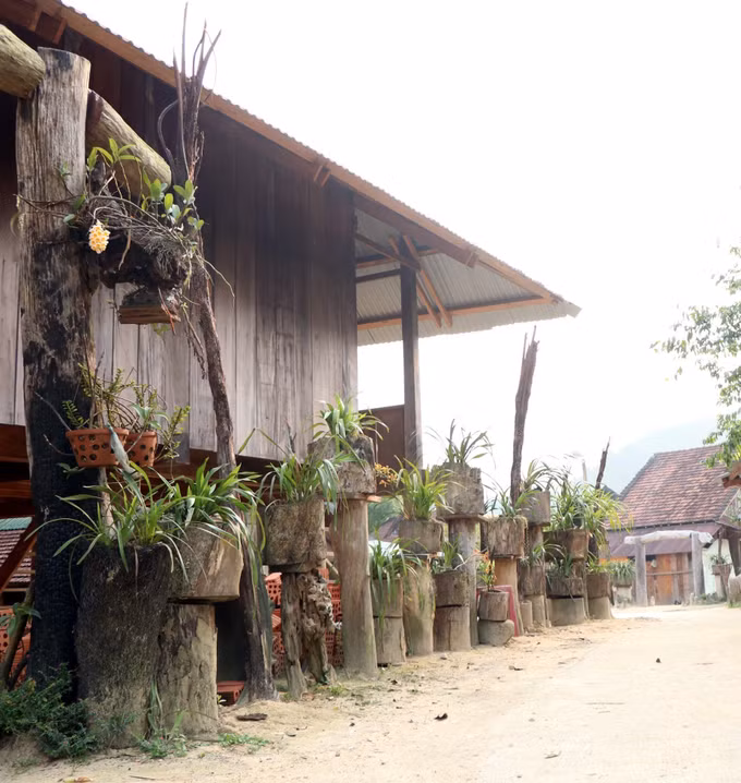 Vi Rơ Ngheo, làng hoa lan giữa đại ngàn Tây Nguyên ảnh 7