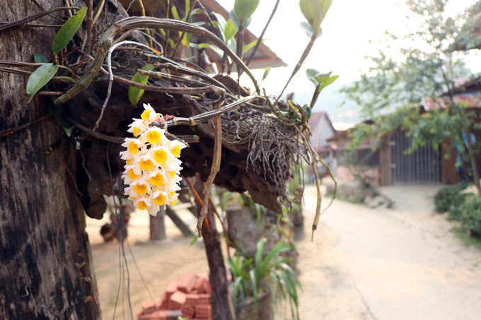 Vi Rơ Ngheo, làng hoa lan giữa đại ngàn Tây Nguyên ảnh 8