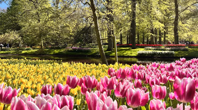 Đắm mình trong vườn hoa Tuylip nổi tiếng nhất thế giới tại Hà Lan ảnh 4
