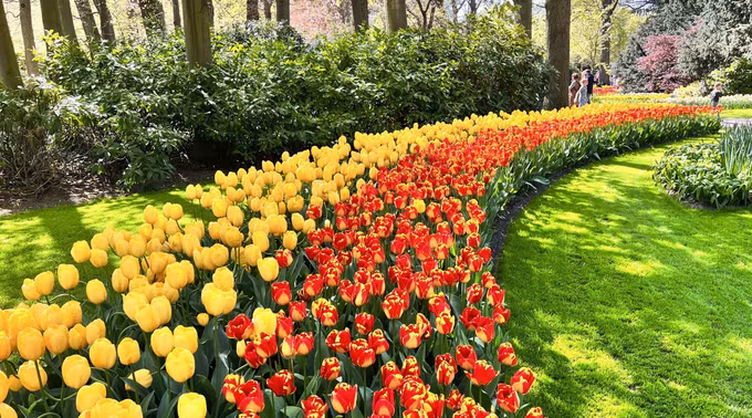 Đắm mình trong vườn hoa Tuylip nổi tiếng nhất thế giới tại Hà Lan ảnh 3