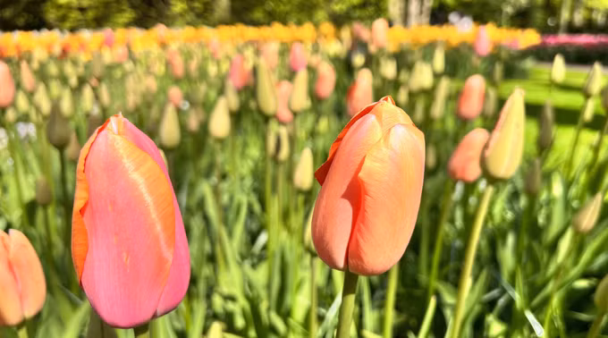 Đắm mình trong vườn hoa Tuylip nổi tiếng nhất thế giới tại Hà Lan ảnh 8