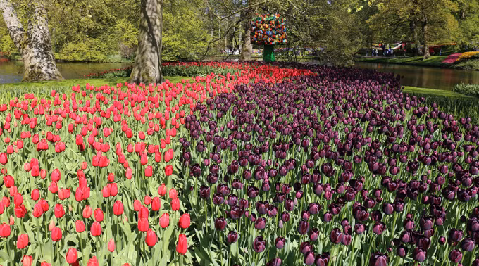 Đắm mình trong vườn hoa Tuylip nổi tiếng nhất thế giới tại Hà Lan ảnh 19