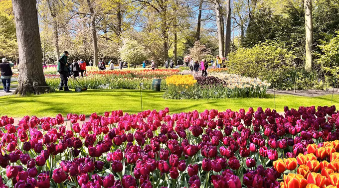 Đắm mình trong vườn hoa Tuylip nổi tiếng nhất thế giới tại Hà Lan ảnh 6