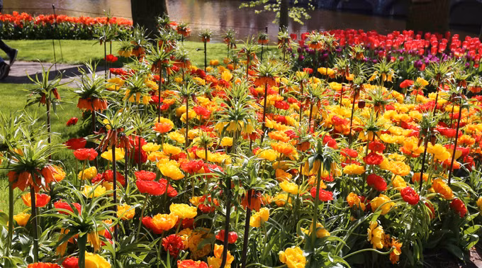 Đắm mình trong vườn hoa Tuylip nổi tiếng nhất thế giới tại Hà Lan ảnh 20