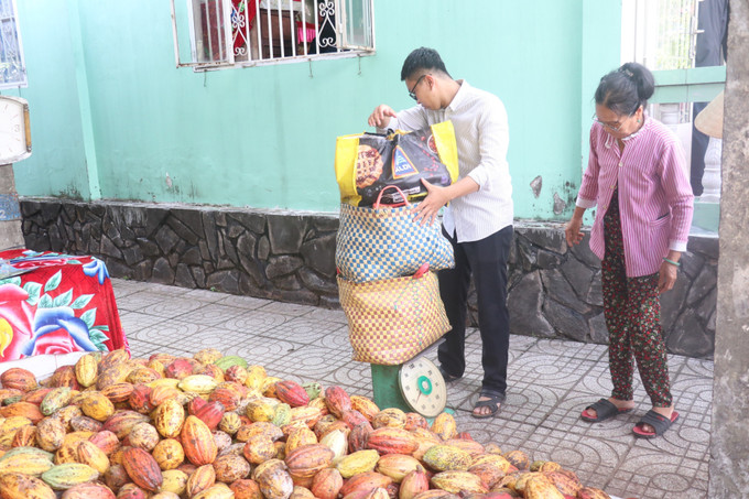 Thu mua ca cao tại huyện Châu Thành (Bến Tre). Ảnh: Huỳnh Phúc Hậu – TTXVN Tín hiệu hồi sinh cho cây ca cao ở Bến Tre ảnh 2