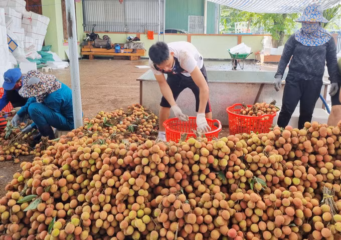 “Trái ngọt” trên cao nguyên Đắk Lắk ảnh 3