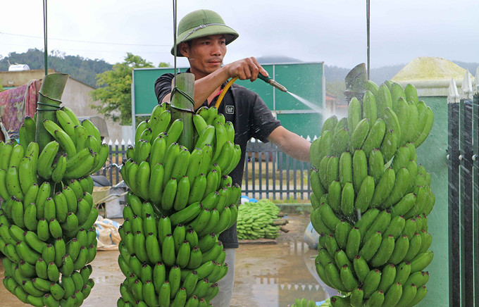 Sơ chế chuối La Ba tại cơ sở của ông Nguyễn Huy Phương ở xã Đạ K’Nàng, huyện Đam Rông (Lâm Đồng) trước khi đóng gói đưa đi xuất khẩu. Ảnh: An Thành Đạt Đạ K’Nàng đẩy mạnh sản xuất nông nghiệp để xóa nghèo ảnh 3