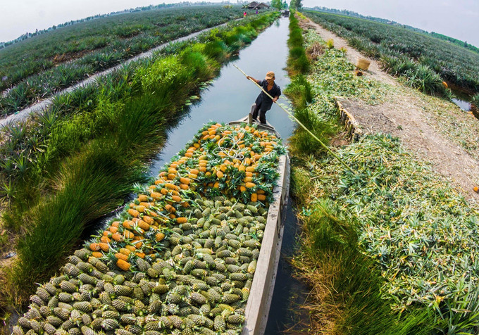 Khám phá Làng du lịch cộng đồng khóm Cầu Đúc ảnh 1
