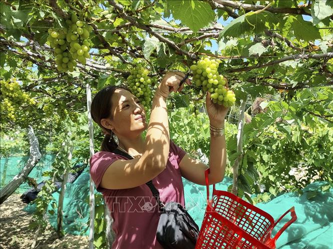 Du khách hái nho xanh NH 01-48. Ảnh: Nguyễn Thành – TTXVN Tour trải nghiệm vườn nho Ninh Thuận hút khách trong dịp hè ảnh 1
