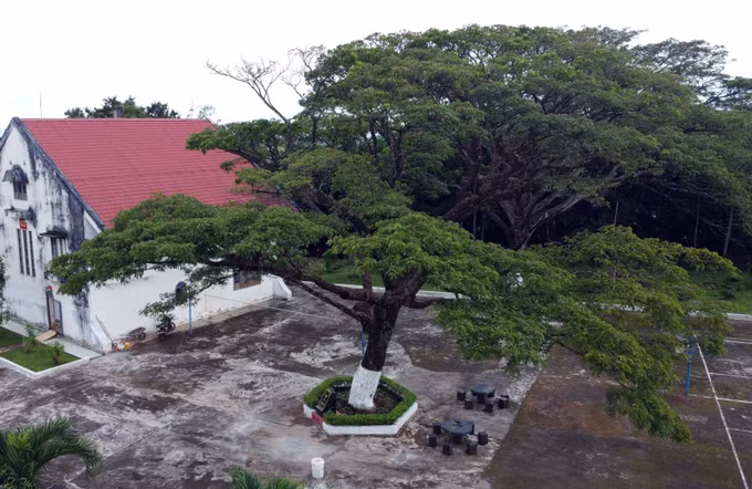 Nhiều cây gỗ quý tại Đắk Nông được công nhận là “Cây di sản Việt Nam” ảnh 3
