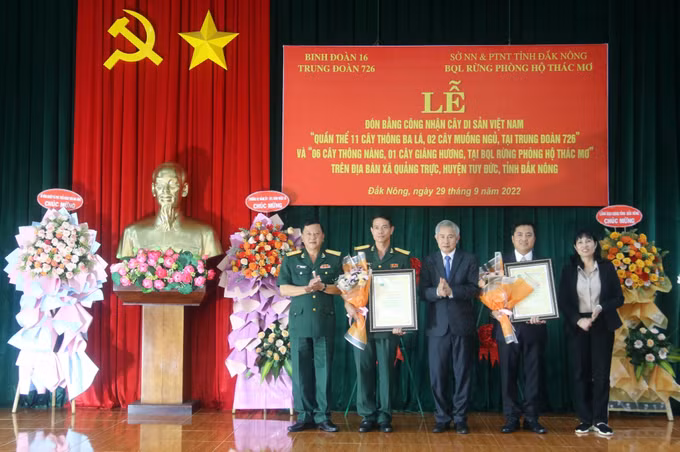 Nhiều cây gỗ quý tại Đắk Nông được công nhận là “Cây di sản Việt Nam” ảnh 1