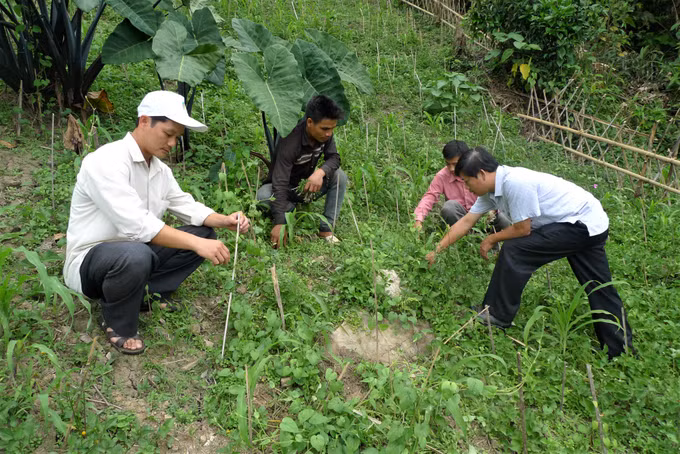 Sinh kế dưới tán rừng ở Nam Trà My ảnh 7