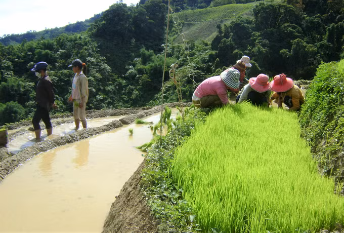 Sinh kế dưới tán rừng ở Nam Trà My ảnh 4