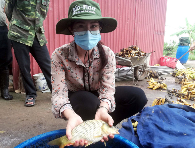 Sau 7 tháng nuôi cá chép sẽ đạt trọng lượng khoảng 600 gam. Ảnh: Quang Nhiều - TTXVN Hưng Yên: Hiệu quả từ mô hình nuôi ghép cá chép trong ao ảnh 2