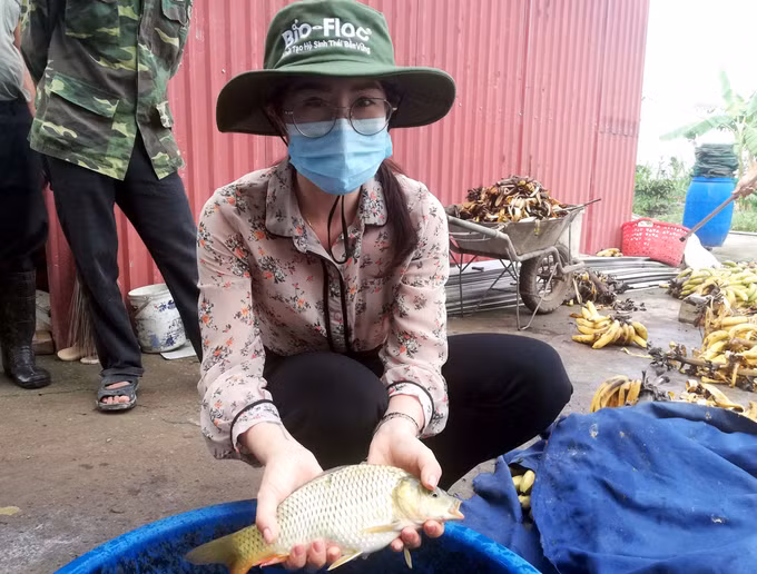 Hưng Yên: Hiệu quả từ mô hình nuôi ghép cá chép trong ao ảnh 2