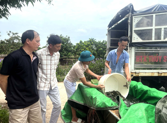 Năm 2023, Trung tâm khuyến nông Hưng Yên hỗ trợ 60.000 con cá chép trên diện tích 4ha, với 8 hộ nuôi. Ảnh: Quang Nhiều - TTXVN Hưng Yên: Hiệu quả từ mô hình nuôi ghép cá chép trong ao ảnh 1