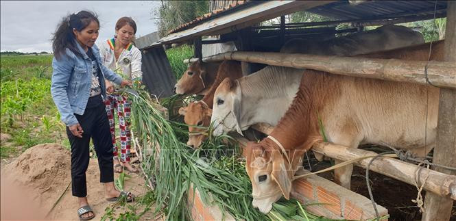 Chị Đinh Thị Em (trái) hướng dẫn chị Đinh Thị Choi, làng Yun, xã Yang Bắc, huyện Đăk Pơ (Gia Lai) cách chăm sóc, chăn nuôi bò sinh sản. Ảnh: Hồng Điệp - TTXVN Đinh Thị Em - Chi hội trưởng phụ nữ tiên phong, gương mẫu ảnh 4
