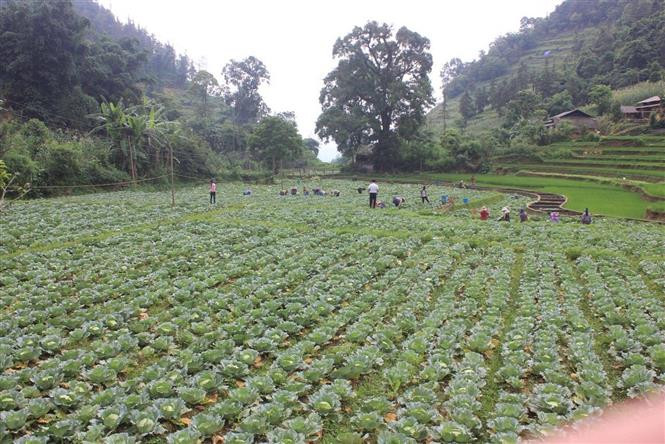 Vườn bắp cải trái vụ tại huyện Mường Khương (Lào Cai). Ảnh: Hương Thu - TTXVN Nhiều cách làm sáng tạo giúp người dân thoát nghèo, ổn định cuộc sống ở Lào Cai ảnh 2