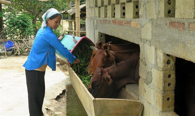 Người dân xã Bản Mế, huyện Si Ma Cai (Lào Cai) được hỗ trợ vay vốn ưu đãi để chăn nuôi gia súc, phát triển kinh tế hộ gia đình. Ảnh: Lục Thu - TTXVN Nhiều cách làm sáng tạo giúp người dân thoát nghèo, ổn định cuộc sống ở Lào Cai ảnh 1