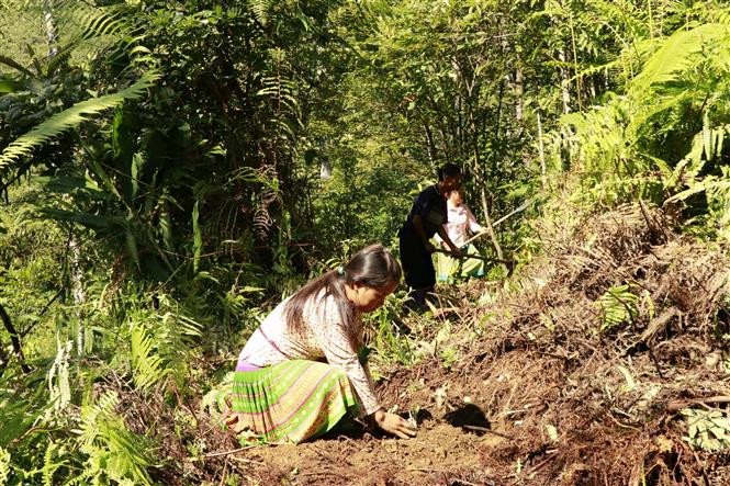 Người dân trồng cây Sơn Tra. Ảnh: Việt Dũng - TTXVN Lợi ích kép từ trồng Sơn Tra ở vùng cao Yên Bái ảnh 1