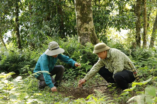 Cán bộ Ban quản lý rừng phòng hộ huyện Trạm Tấu, tỉnh Yên Bái kiểm tra các cây Sơn Tra mới được trồng. Ảnh: Việt Dũng - TTXVN Lợi ích kép từ trồng Sơn Tra ở vùng cao Yên Bái ảnh 3
