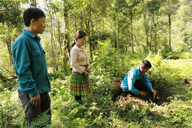 Hướng dẫn người dân kỹ thuật trồng Sơn Tra. Ảnh: Việt Dũng - TTXVN Lợi ích kép từ trồng Sơn Tra ở vùng cao Yên Bái ảnh 2