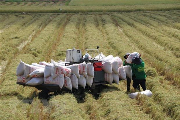 Nông dân Đồng Tháp thu hoạch lúa Thu Đông. Ảnh: Chương Đài-TTXVN Giá lúa tiếp tục duy trì ở mức cao ảnh 1