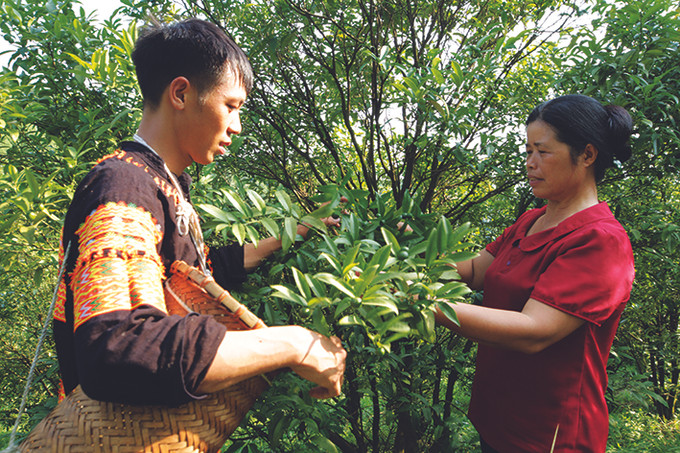 Kỹ sư Phòng Nông nghiệp huyện Lộc Bình trao đổi kỹ thuật thu hái chanh rừng với hộ gia đình anh Hồ Dìn Quang ở xã Mẫu Sơn. Ảnh: Hoàng Hà Chanh rừng Mẫu Sơn ảnh 1