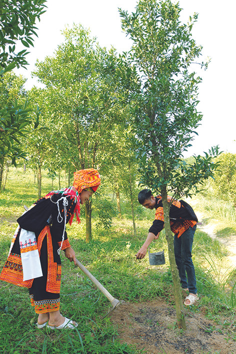 Chanh rừng Mẫu Sơn được đồng bào dân tộc Dao đem về trồng và nhân rộng trong các vườn rừng, đem lại hiệu quả kinh tế cao, góp phần xóa đói giảm nghèo. Ảnh: Hoàng Hà Chanh rừng Mẫu Sơn ảnh 2