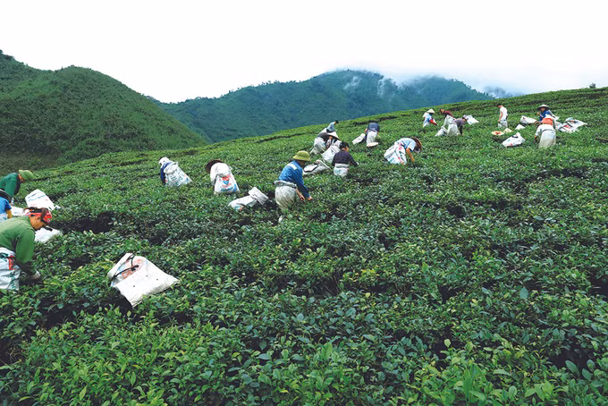 Đại Từ mở rộng diện tích trồng chè theo tiêu chuẩn VietGAP ảnh 1