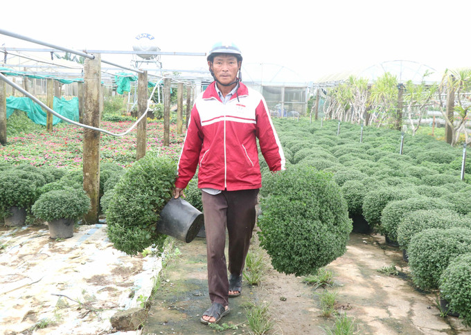 Người dân làng hoa An Lạc, phường Đông Giang, thành phố Đông Hà, tỉnh Quảng Trị, vận chuyển những chậu hoa cúc mâm xôi ra khỏi vườn để bán cho thương lái. Ảnh: Nguyên Lý-TTXVN Quảng Trị: Nhà vườn kỳ vọng được mùa hoa Tết ảnh 2