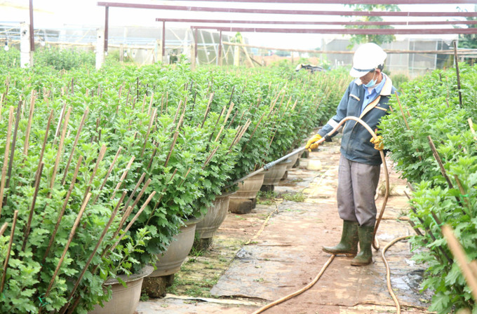 Người dân làng hoa An Lạc, phường Đông Giang, thành phố Đông Hà, tỉnh Quảng Trị, chăm sóc những chậu hoa cúc vụ Tết. Ảnh: Nguyên Lý-TTXVN Quảng Trị: Nhà vườn kỳ vọng được mùa hoa Tết ảnh 3