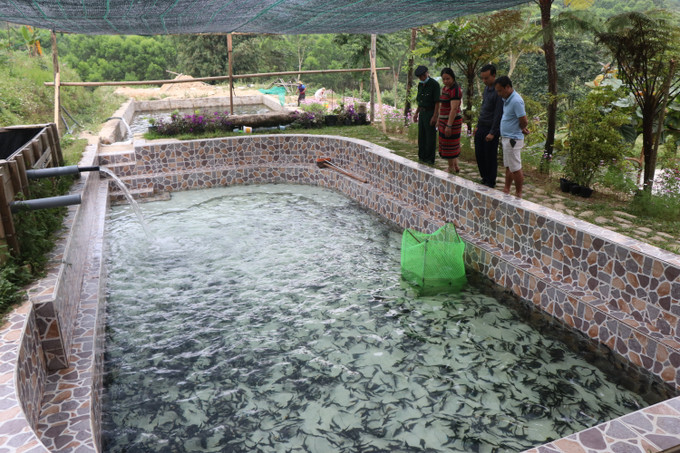 Thành công của mô hình nuôi cá tầm ở xã Hồng Kim đang được nhân rộng ra nhiều địa phương trên địa bàn huyện A Lưới. Ảnh: Đỗ Trưởng Hướng mới trong phát triển kinh tế ở huyện A Lưới ảnh 4