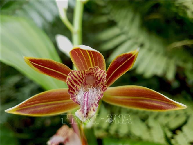 Khu dự trữ sinh quyển Cao nguyên Kon Hà Nừng - món quà vô giá của thiên nhiên ảnh 10