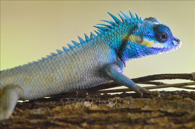 Khu dự trữ sinh quyển Cao nguyên Kon Hà Nừng - món quà vô giá của thiên nhiên ảnh 18