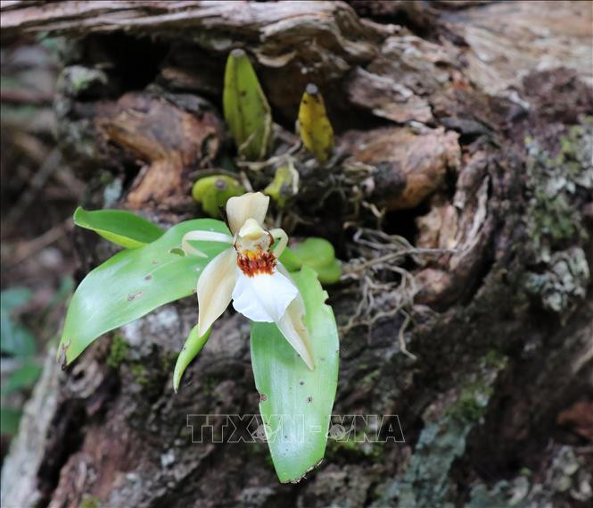 Khu dự trữ sinh quyển Cao nguyên Kon Hà Nừng - món quà vô giá của thiên nhiên ảnh 19