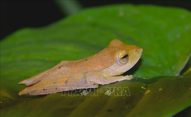 Khu dự trữ sinh quyển Cao nguyên Kon Hà Nừng - món quà vô giá của thiên nhiên ảnh 14