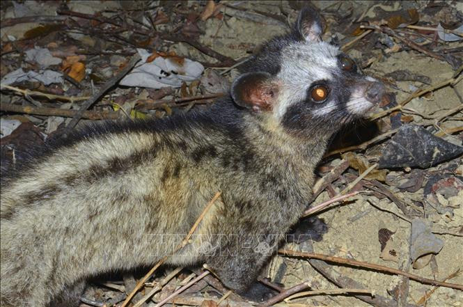 Khu dự trữ sinh quyển Cao nguyên Kon Hà Nừng - món quà vô giá của thiên nhiên ảnh 3