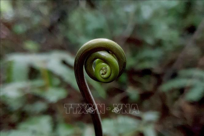 Khu dự trữ sinh quyển Cao nguyên Kon Hà Nừng - món quà vô giá của thiên nhiên ảnh 12