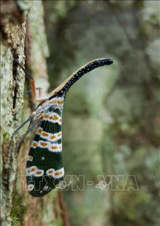 Khu dự trữ sinh quyển Cao nguyên Kon Hà Nừng - món quà vô giá của thiên nhiên ảnh 15