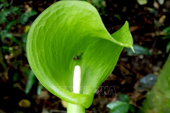 Khu dự trữ sinh quyển Cao nguyên Kon Hà Nừng - món quà vô giá của thiên nhiên ảnh 11