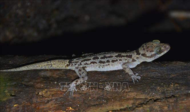 Khu dự trữ sinh quyển Cao nguyên Kon Hà Nừng - món quà vô giá của thiên nhiên ảnh 4