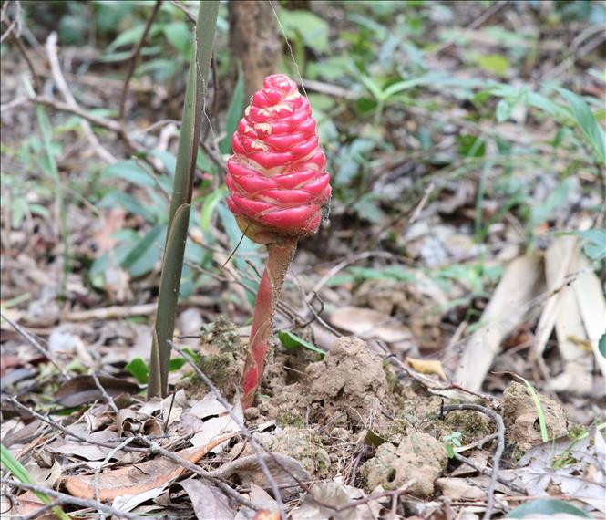 Khu dự trữ sinh quyển Cao nguyên Kon Hà Nừng - món quà vô giá của thiên nhiên ảnh 13