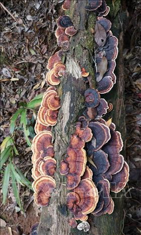 Khu dự trữ sinh quyển Cao nguyên Kon Hà Nừng - món quà vô giá của thiên nhiên ảnh 5